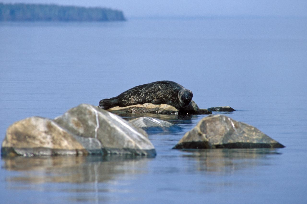 Saimaa monine luotoineen ja lahtineen on ainutlaatuinen pala suomalaista kansallismaisemaa. Vielä ainutlaatuisemman siitä tekee saimaannorppa: yksi maailman uhanalaisimmista ja harvinaisimmista hylkeistä. Mökkiläiselle norppa voi näyttäytyä leppoisana naapurina, uteliaana kalakaverina tai mielenkiintoisena bongattavana. Sopuisa elämä norpan kanssa luonnistuu, kun ymmärtää kunnioittaa tämän viiksekkään veijarin kaipaamaa rauhaa. 